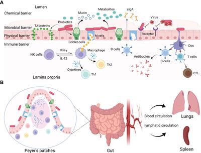 Antiviral Effects and Underlying Mechanisms of Probiotics as Promising Antivirals